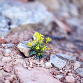 Image of flower growing out of rocks.
