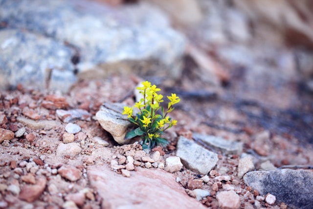 Image of flower growing out of rocks.