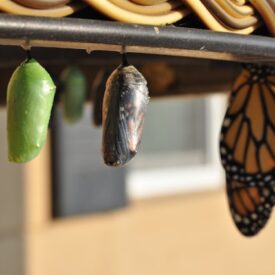 Image of a chrysalis turning into a butterfly.