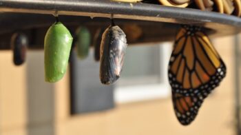 Image of a chrysalis turning into a butterfly.