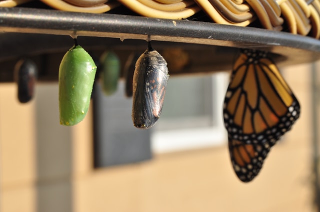 Image of a chrysalis turning into a butterfly.