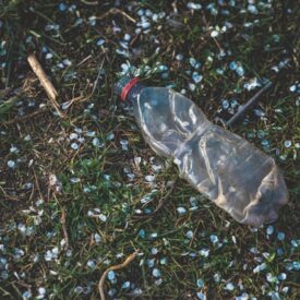 plastic bottle in green grass